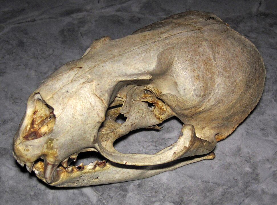 Picture of a animal cranium to demonstrate that identification can be hard